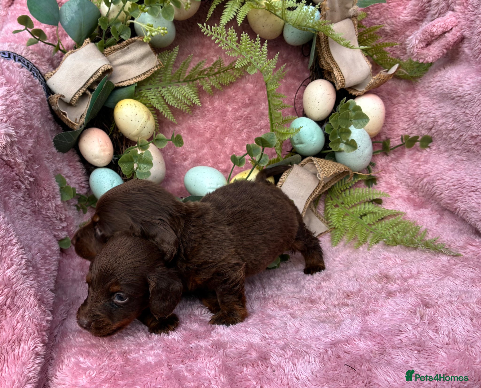 Miniature Dachshund dogs Miniature dachshund pups long hair & smooth hair  - Advert 2
