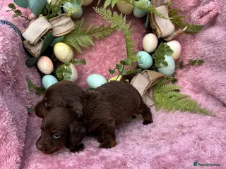 Miniature Dachshund dogs Miniature dachshund pups long hair & smooth hair - Advert 1