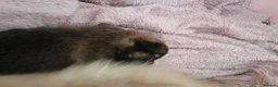 Mixed Breed dogs for sale: 🧸Puppies 🐶 adorable paparainian teddy bear 🧸 - Advert 20