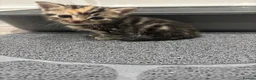 Mixed Breed cats for sale: Beautiful Kittens Looking for Their Forever Homes - Advert 10