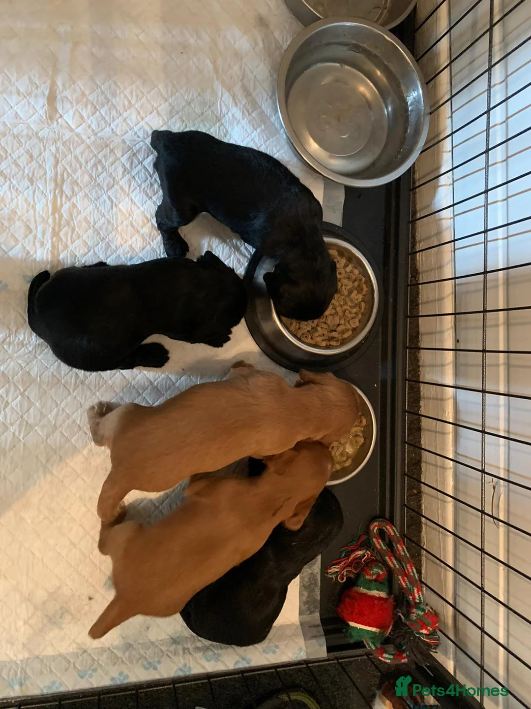 Cocker Spaniel dogs for stud: HEALTH TESTED KC WORKING COCKER SPANIEL STUD in Wolverhampton - Advert 12