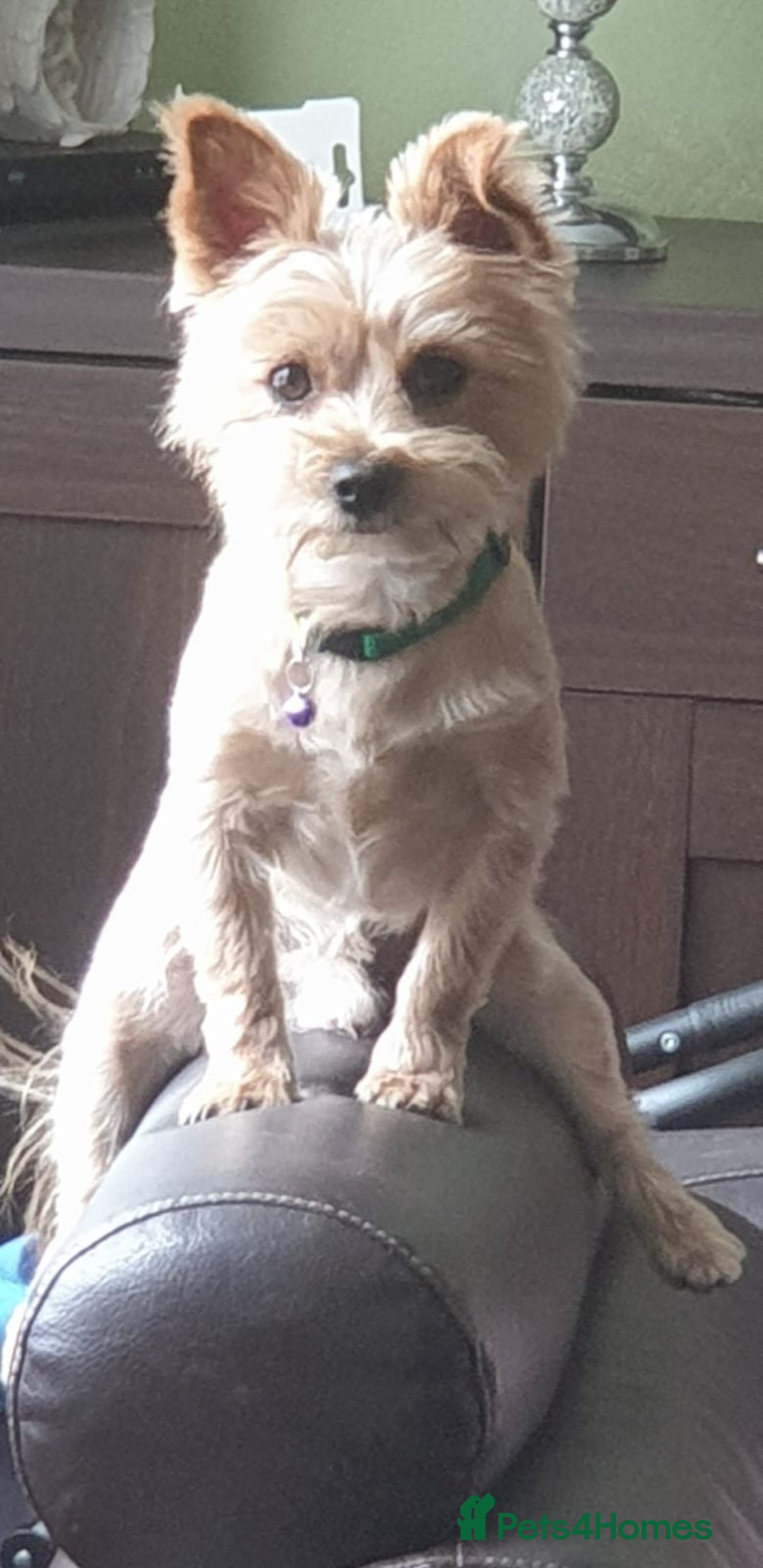 Yorkshire Terrier dogs for stud: Yorkshire terrier for stud - Advert 3