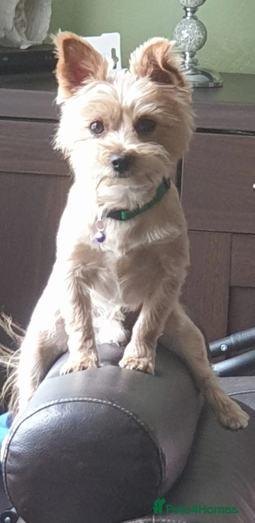 Yorkshire Terrier dogs for stud: Yorkshire terrier for stud - Advert 3