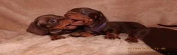 Miniature Dachshund dogs for sale: Only 2 Left!!! miniature dachshund puppies. - Advert 3