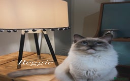 Ragdoll cats for sale: Stunning mink Ragdoll baby’s! 🩶🐱🩶 - Image 17