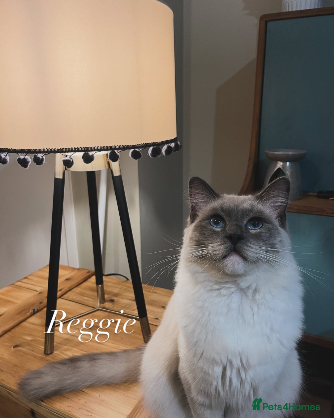 Ragdoll cats for sale: Stunning mink Ragdoll baby’s! 🩶🐱🩶 - Image 17