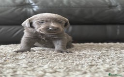Labrador Retriever dogs for sale: Stunning Charcoal Labrador puppies - Image 13