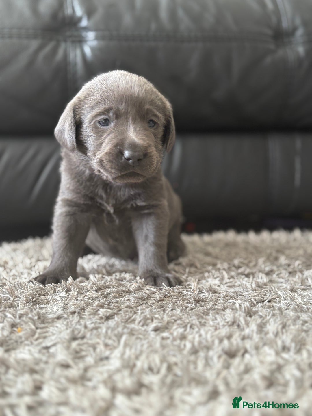 Labrador Retriever dogs for sale: Stunning Charcoal Labrador puppies - Image 13