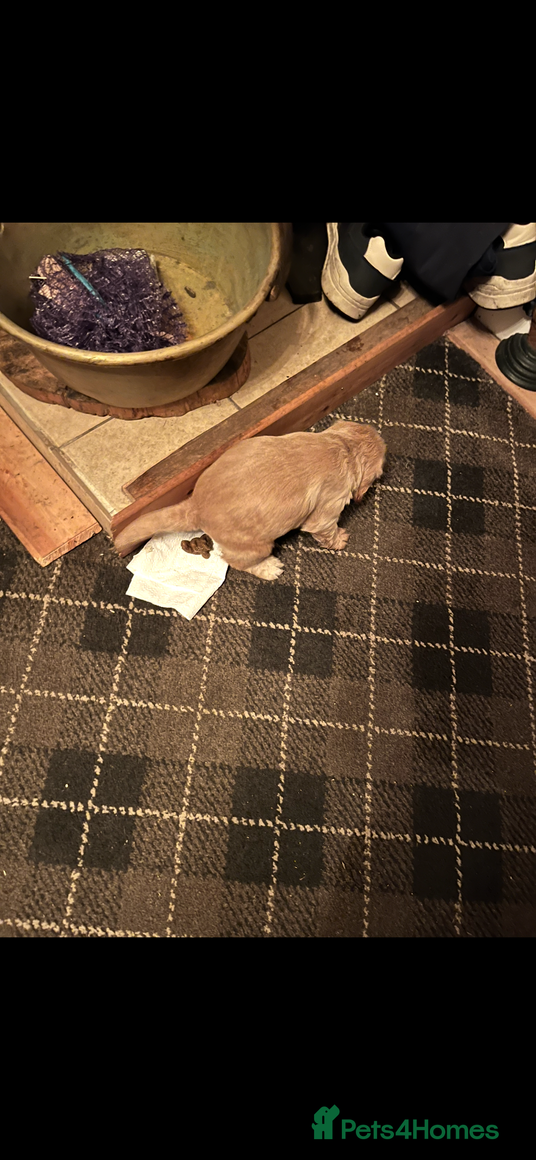 Cocker Spaniel dogs for sale: Champion KC WORKING Cocker Spaniels - Advert 6