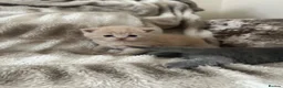 British Shorthair cats for sale: Beautiful Gccf reg British short hair  in Wolverhampton - Advert 6