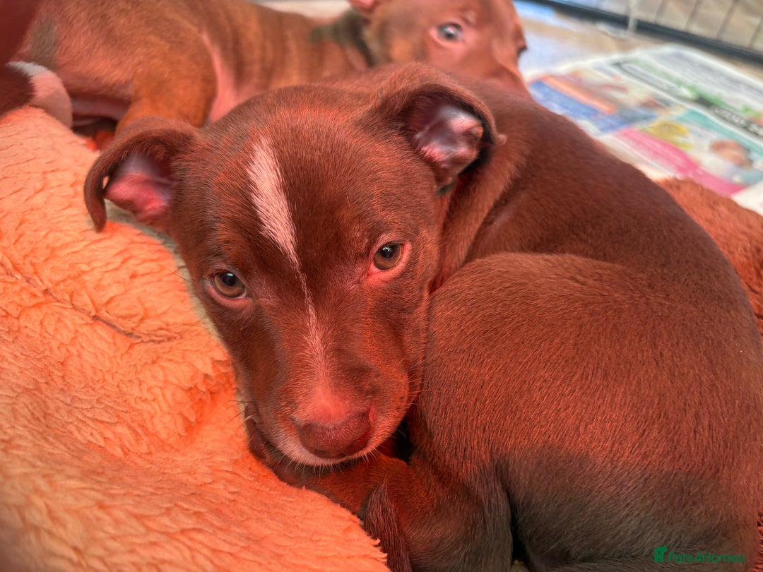 Mixed Breed dogs for sale: Patterdale/ staffy  - Image 4