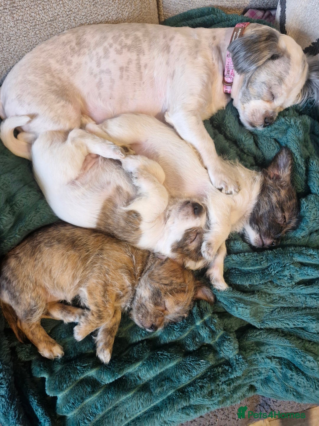 Mixed Breed dogs for sale: 3 beautiful malshi x Jack russell cross puppies  - Advert 7