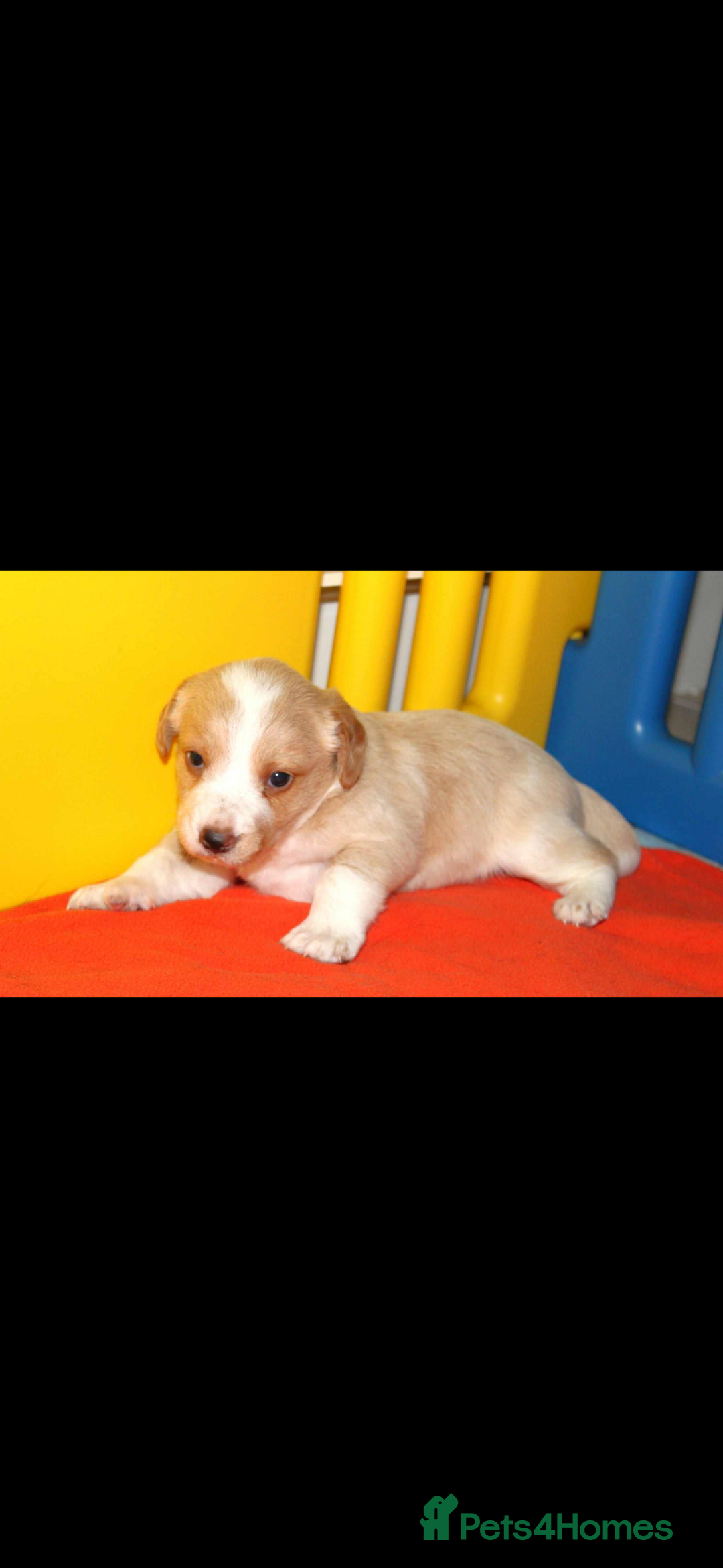 Cockerdor dogs for sale: Lovely Cockerdor puppies for sale  - Advert 19