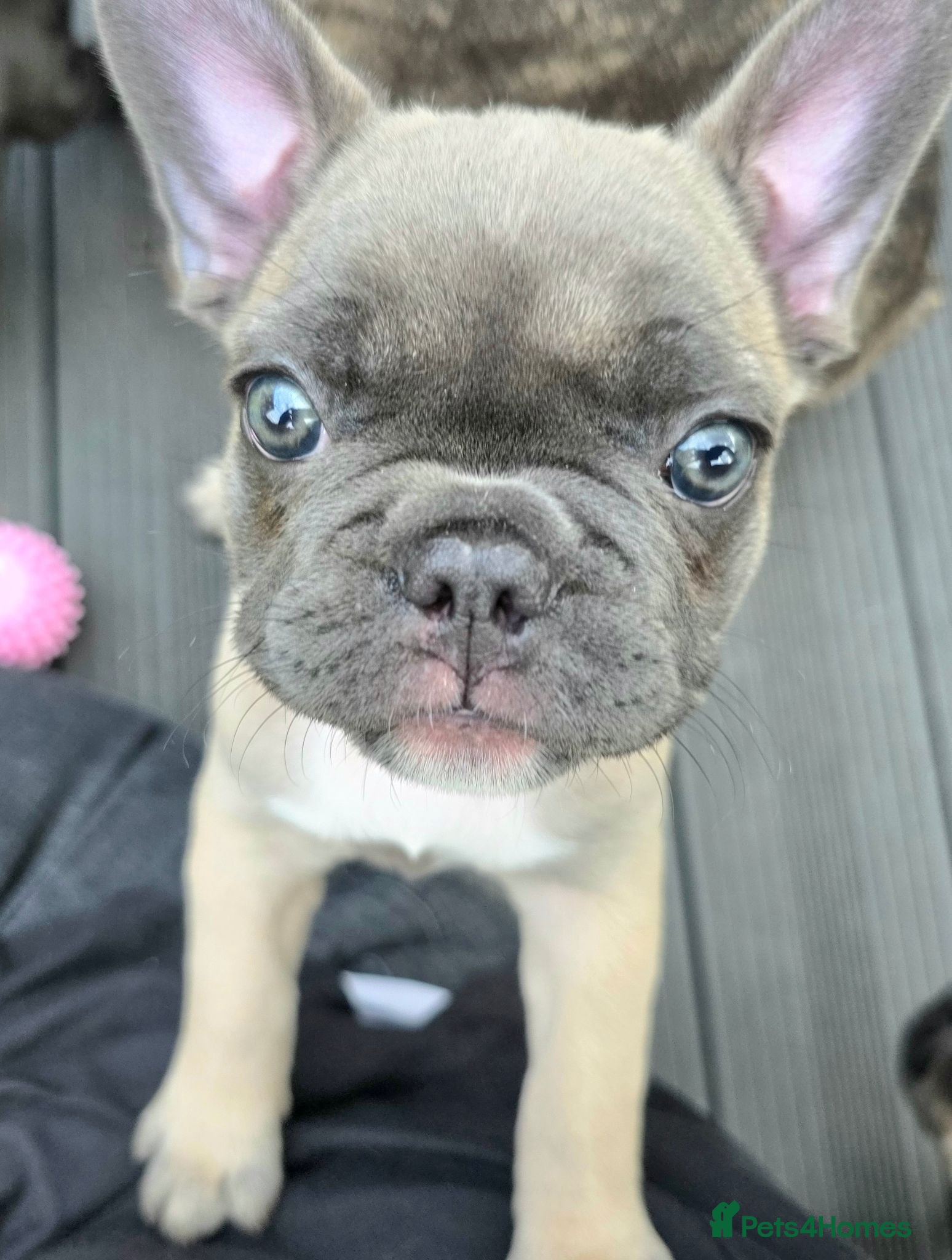 French Bulldog dogs Lilac‑Fawn & Brindle Frenchie Girls – Ready Now‼️  - Advert 8