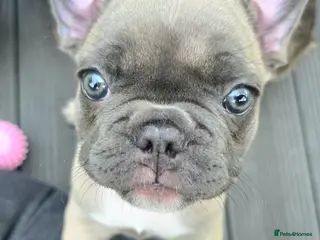 French Bulldog dogs Lilac‑Fawn & Brindle Frenchie Girls – Ready Now‼️ - Advert 8