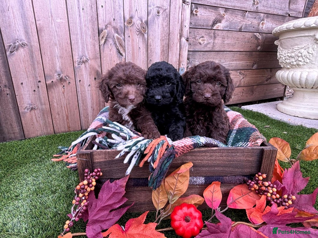 Cockapoo dogs for sale: F1b female Cockapoo puppy  - Image 9