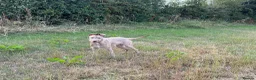 Lurcher dogs for sale: Wheaton x bull greyhound  - Advert 2