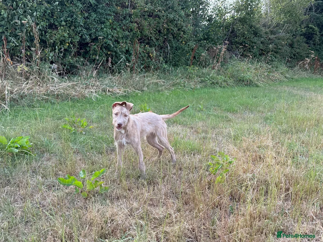 Lurcher dogs for sale: Wheaton x bull greyhound  - Advert 2