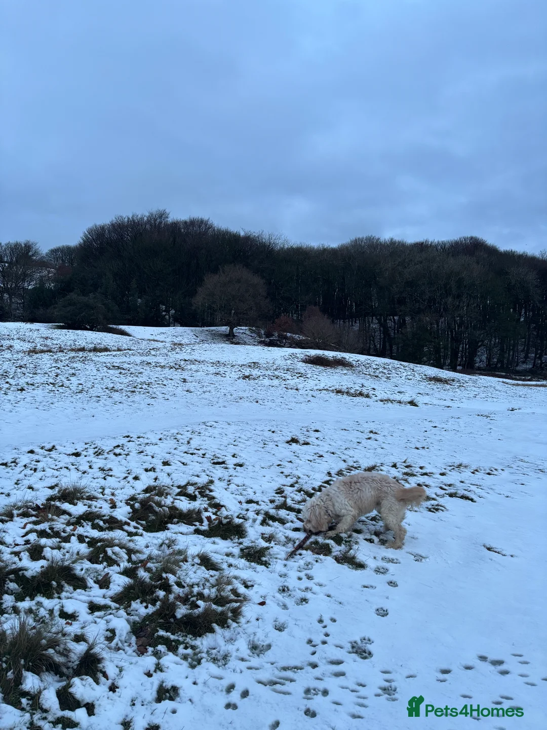Cockapoo dogs for sale: Oscar  in Huddersfield - Advert 3