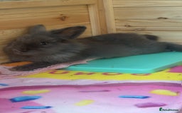 Lionhead rabbits for sale: 2 Lion head, 10 months old. - Image 4