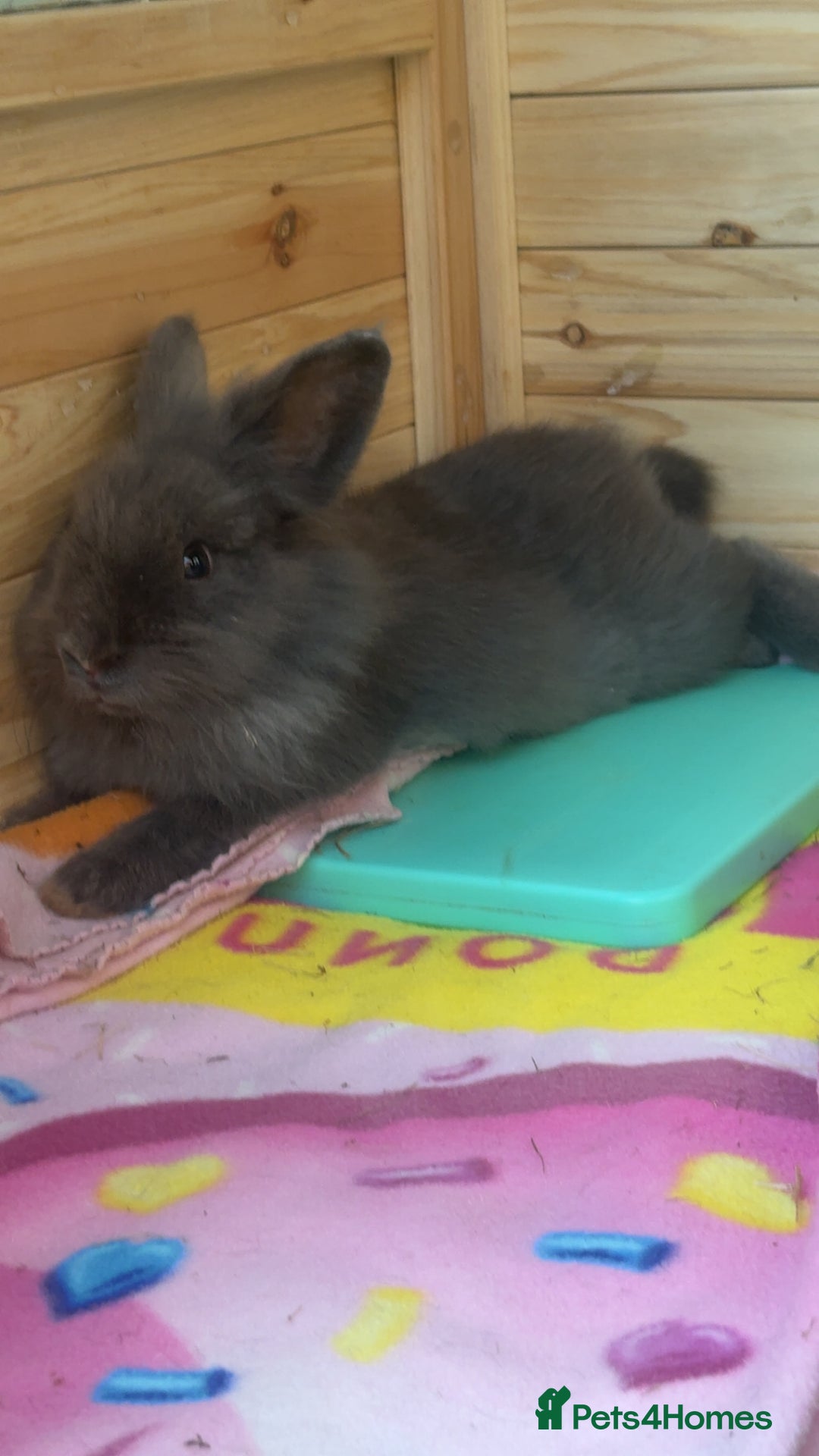 Lionhead rabbits for sale: 2 Lion head, 10 months old. - Image 4
