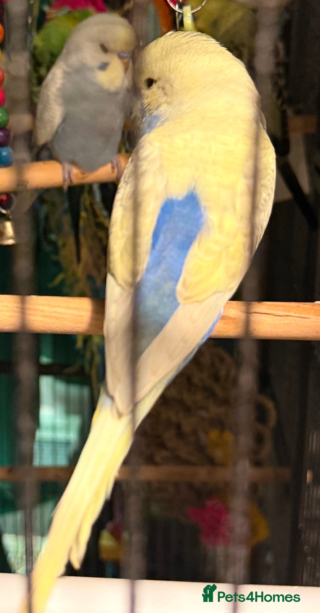 Budgerigars birds Pair of bonded budgies   - Advert 1