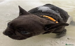 French Bulldog dogs for sale: Fabulous Frenchies ❤️ - Image 9