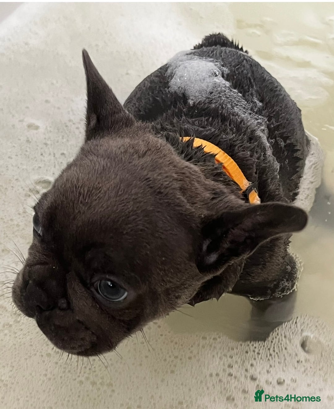 French Bulldog dogs for sale: Fabulous Frenchies ❤️ - Image 9