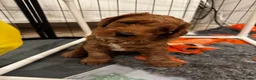 Mini Goldendoodle dogs for sale: Gergeous Red & Apricot Mini Doodle Puppis - Advert 13