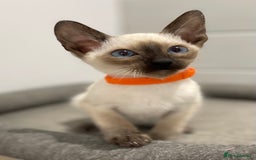 Siamese cats for sale: GCCF Registered Pure Traditional Siamese.  - Image 3