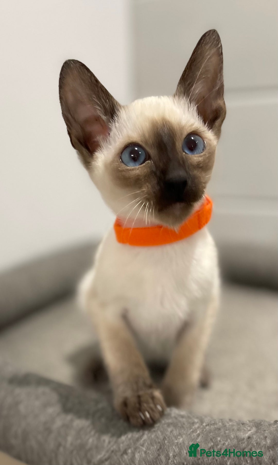 Siamese cats for sale: GCCF Registered Pure Traditional Siamese.  - Image 3