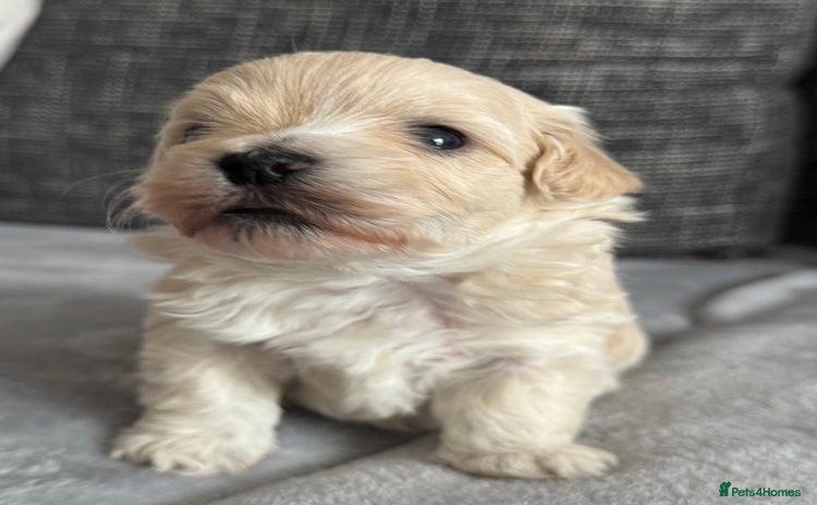 Mixed Breed dogs - Advert 1