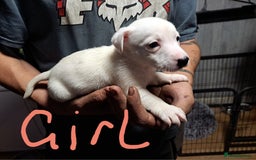 Jack Russell dogs for sale: Jolly Joyful Jack Russells  - Image 23