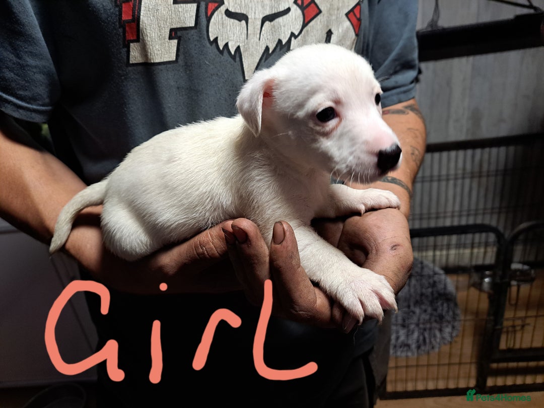 Jack Russell dogs for sale: Jolly Joyful Jack Russells  - Image 23