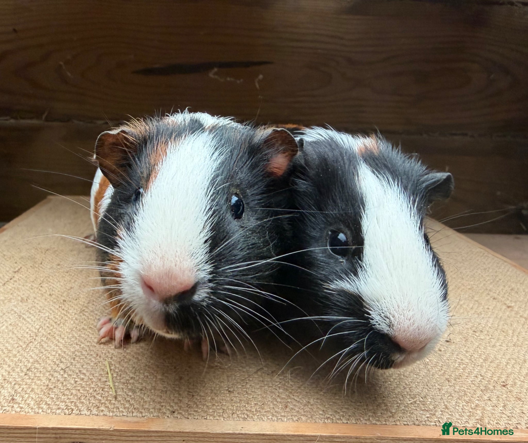 Guinea Pig rodents Gorgeous pairs of boys 💙 - Advert 2