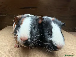 Guinea Pig rodents Gorgeous pairs of boys 💙 - Advert 2
