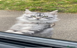 Maine Coon cats for sale: Maine Coon  - Image 2