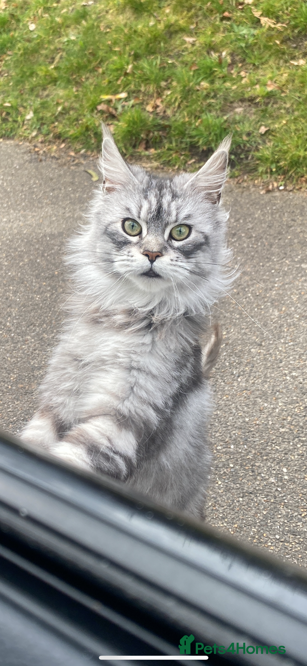 Maine Coon cats for sale: Maine Coon  - Image 2