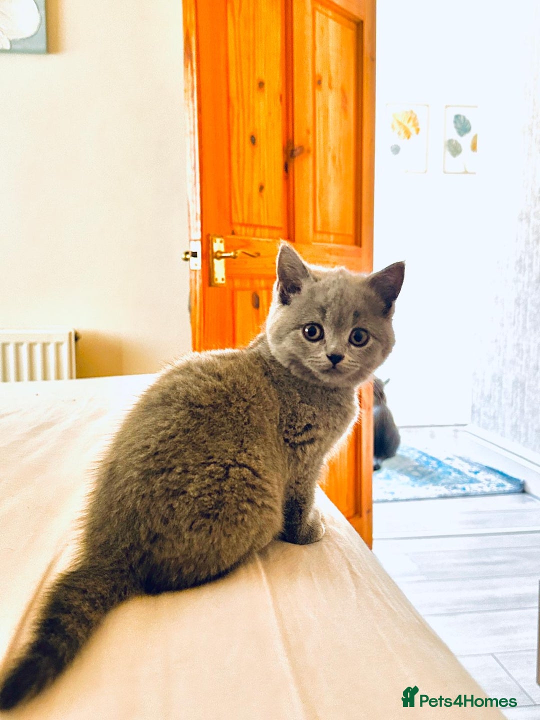 British Shorthair cats for sale: British shorthair kittens - Image 15