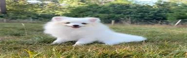 Pomeranian Puppy 3