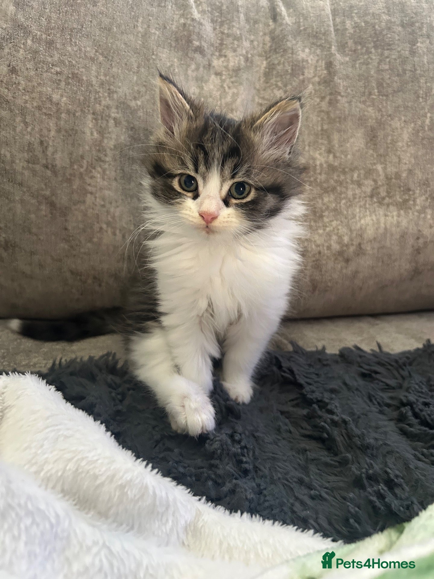 Mixed Breed cats Ready now! Fluffy little boy kitten  - Advert 14