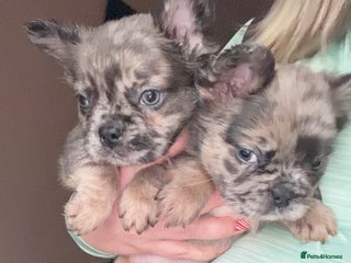 French Bulldog dogs 8 perfect fluffy visual French bulldogs dwkc 🧸🧸 - Advert 9