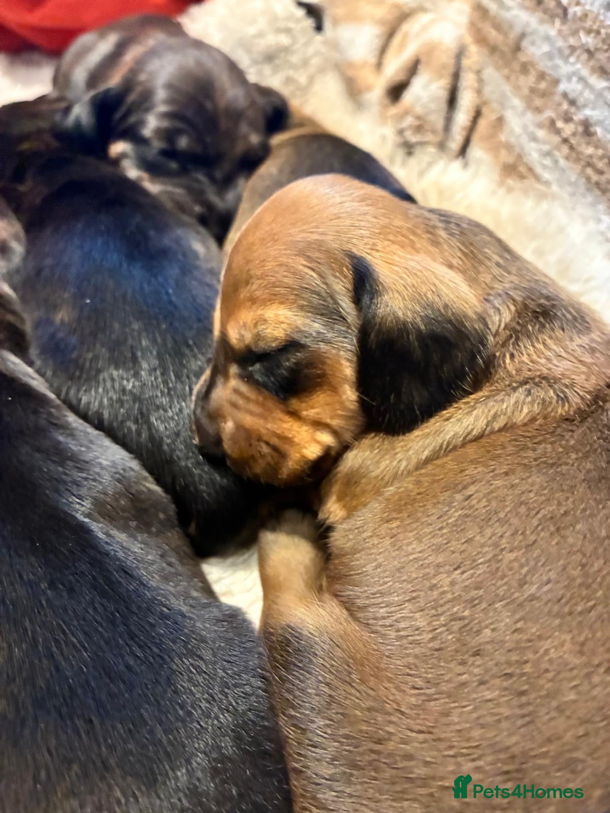 Dachshund dogs for sale: Miniature dachshunds  - Advert 13