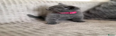 British Shorthair 4