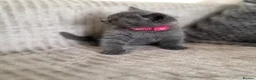 British Shorthair cats for sale: 🐱 British shorthair kittens pedigree ❤️❤️❤️ - Advert 18