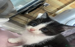 Mixed Breed cats for sale: 4 beautiful boy kittens  - Image 17