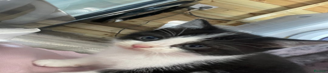 Mixed Breed Kitten 4