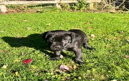 Cane Corso dogs for sale: ICCF reg cane corsos, last 2 from litter  - Image 3