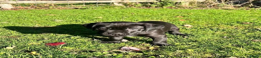 Cane Corso Puppy 1