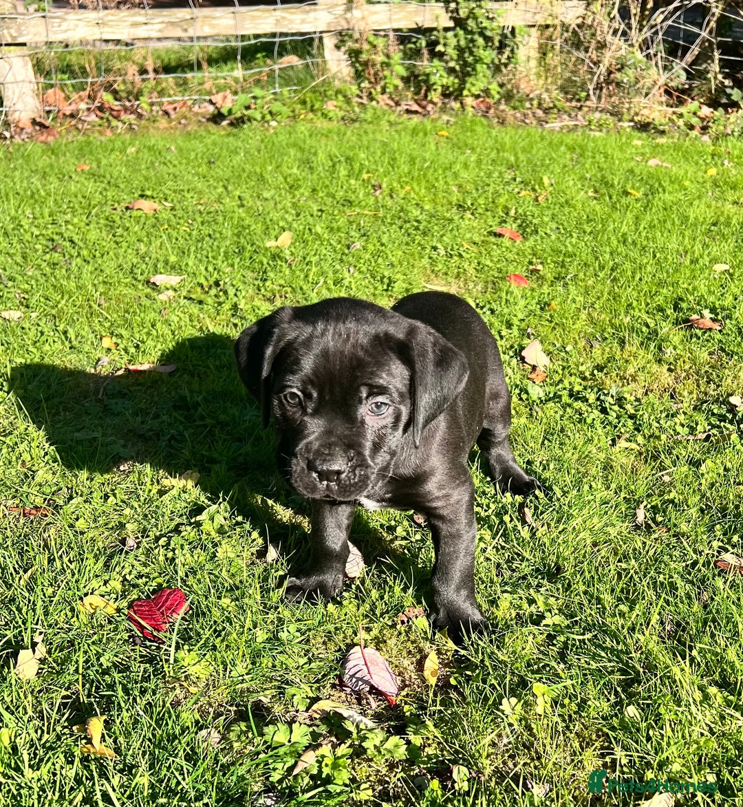 Cane Corso dogs for sale: ICCF reg cane corsos, last 2 from litter  - Image 3